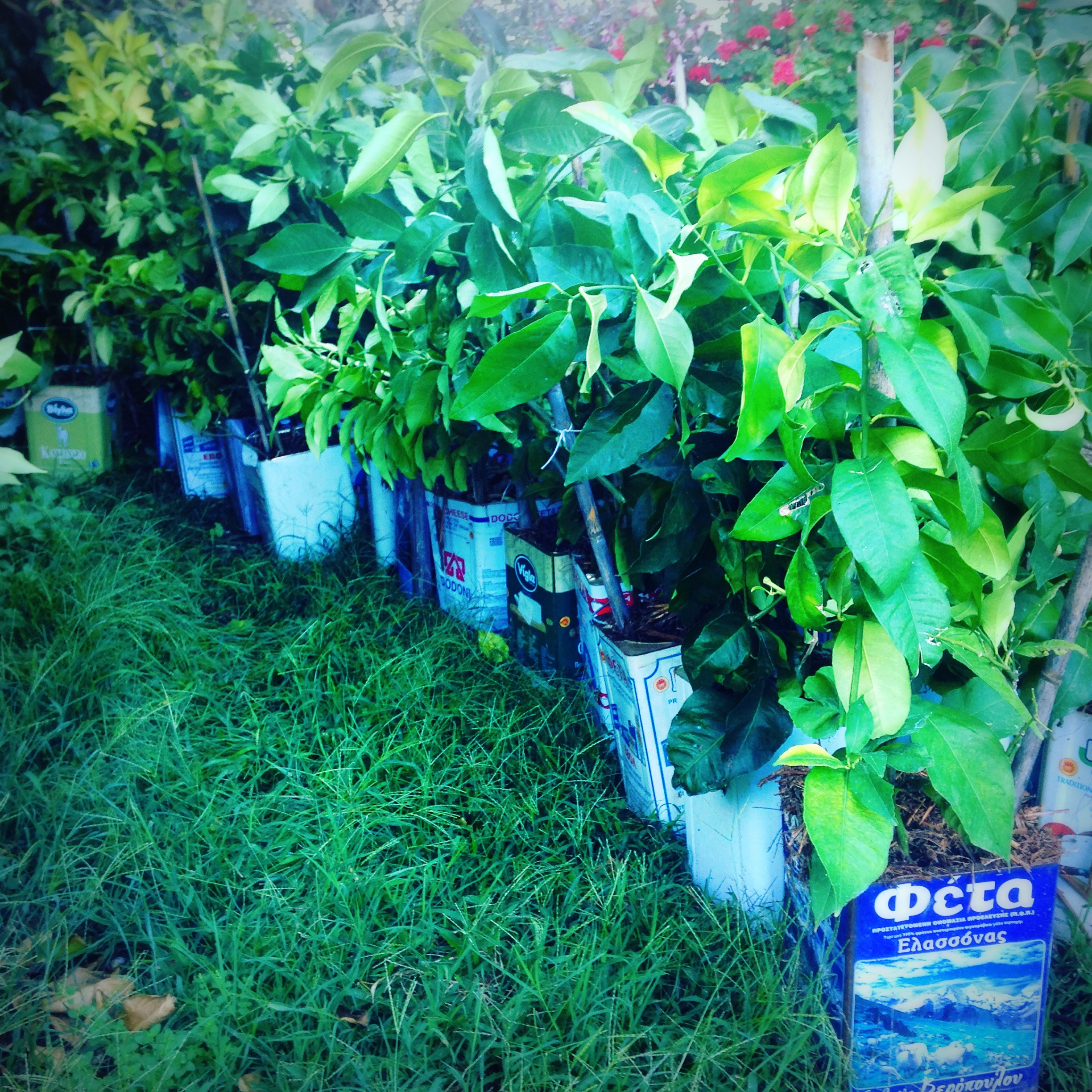 Ingenious use of feta tins