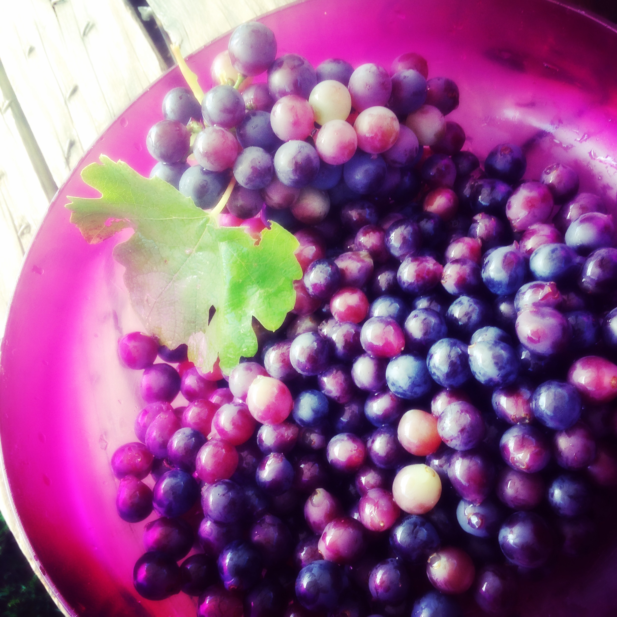 Grapes from the vine